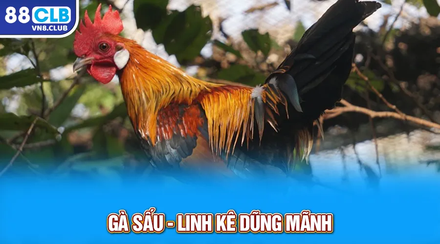 Gà sấu - Linh kê dũng mãnh