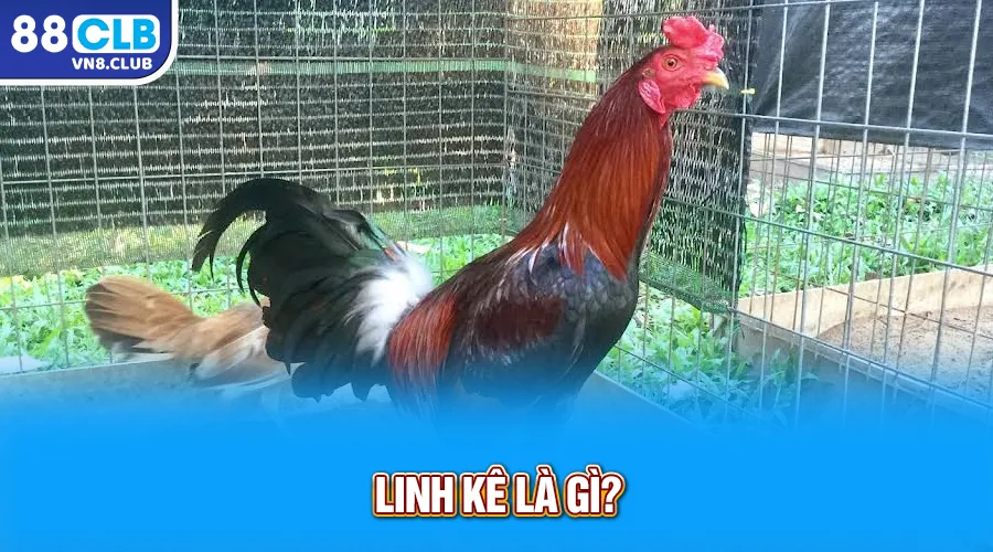 Linh kê là gì?