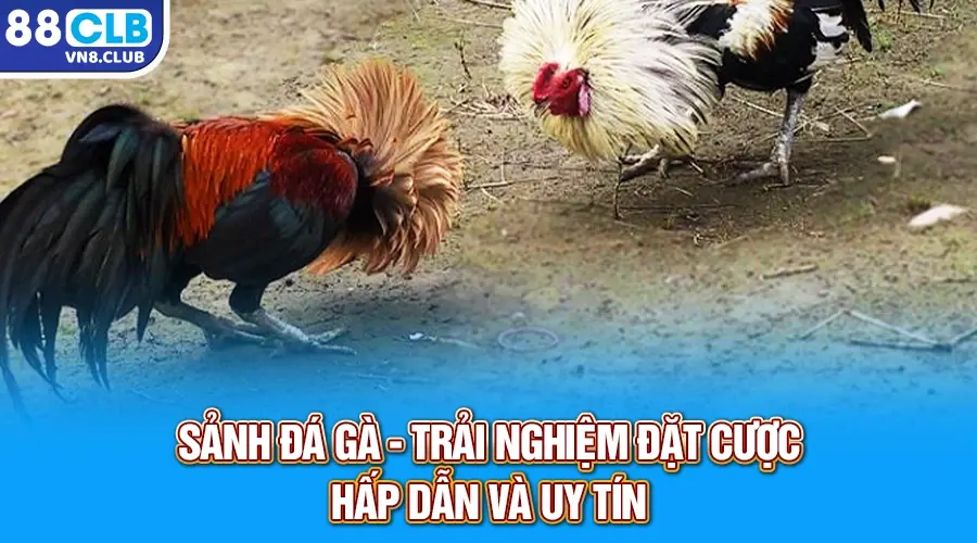 Giới thiệu đôi nét về sảnh Đá Gà 88CLB