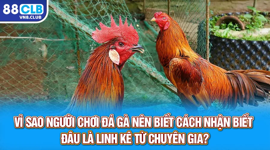 Vì sao người chơi đá gà nên biết cách nhận biết đâu là linh kê từ chuyên gia?